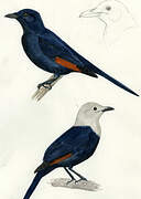 Somali Starling