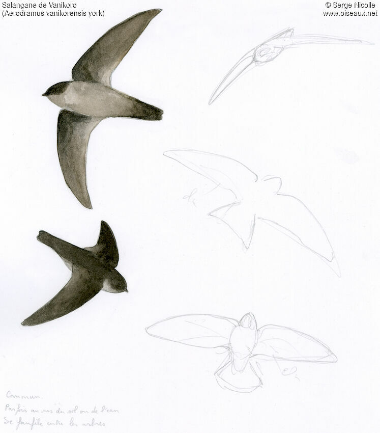 Uniform Swiftlet, identification