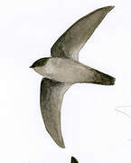 Uniform Swiftlet