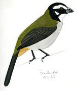 Black-winged Saltator