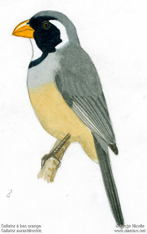 Golden-billed Saltator, identification