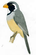 Golden-billed Saltator