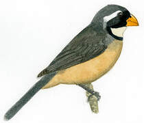 Golden-billed Saltator