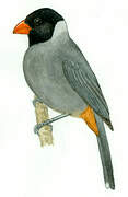 Black-cowled Saltator