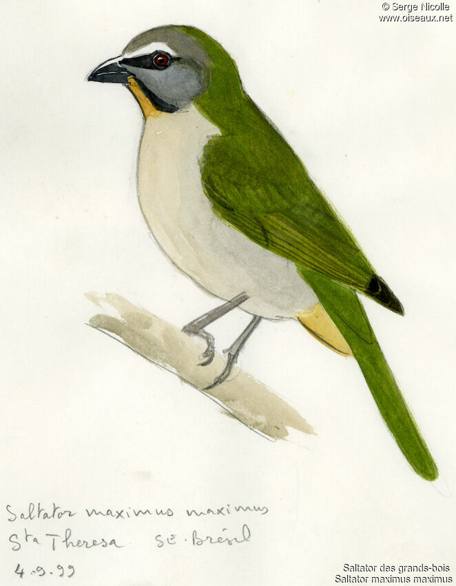 Saltator des grands-bois, identification