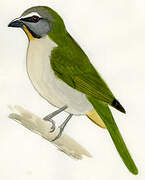 Buff-throated Saltator