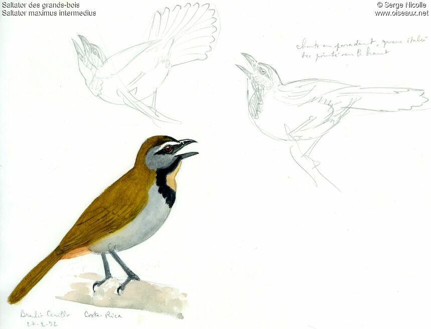 Saltator des grands-bois, identification