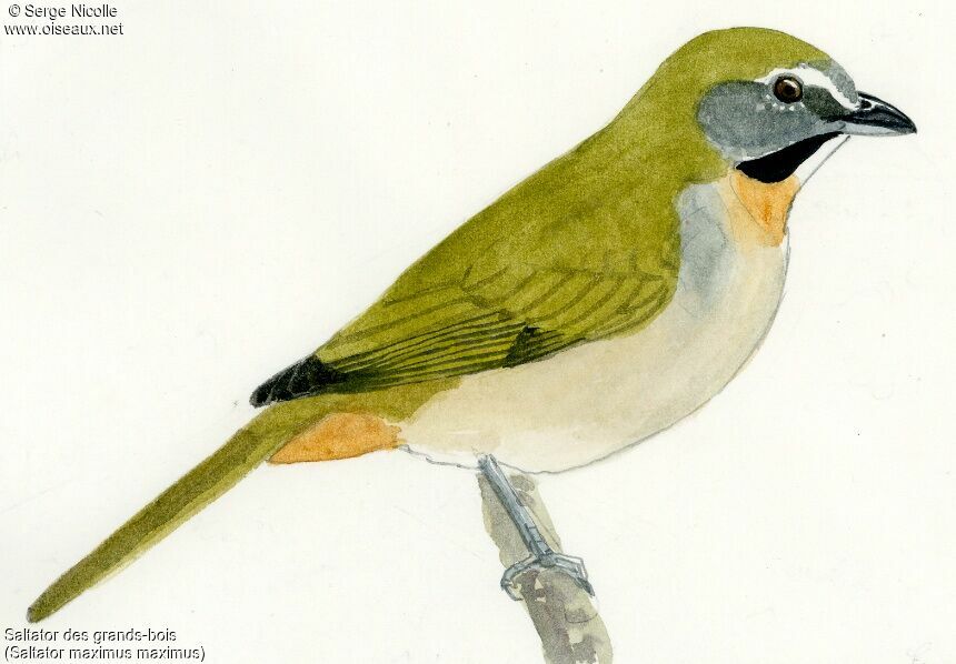 Buff-throated Saltator, identification