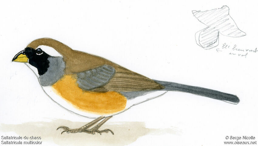 Saltator du Chaco
