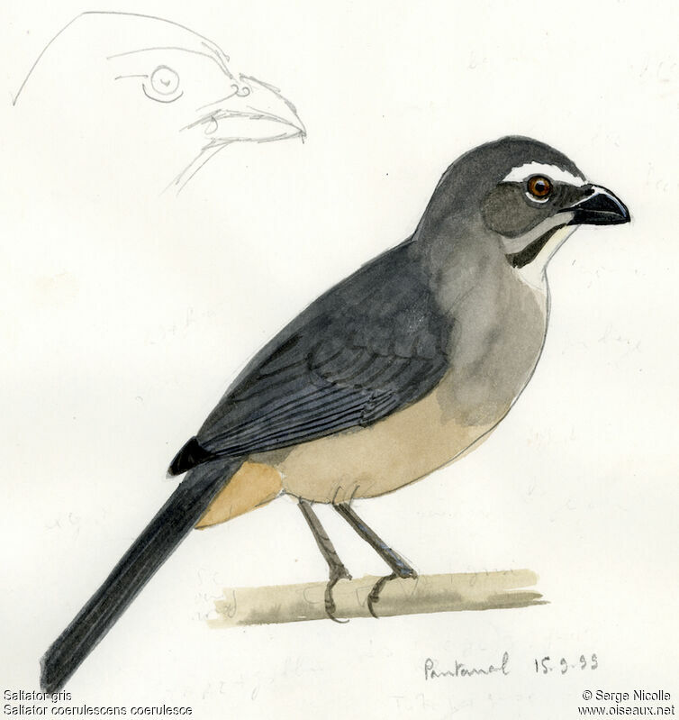 Saltator gris, identification