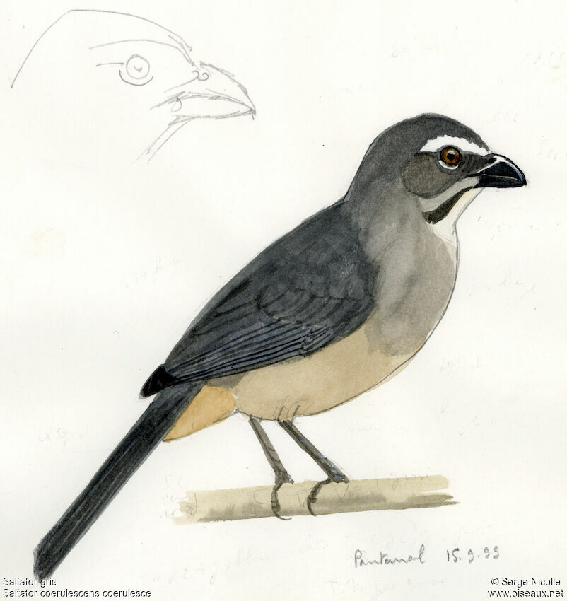 Greyish Saltator