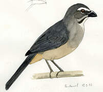 Bluish-grey Saltator