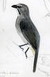 Saltator gris
