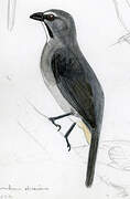 Greyish Saltator