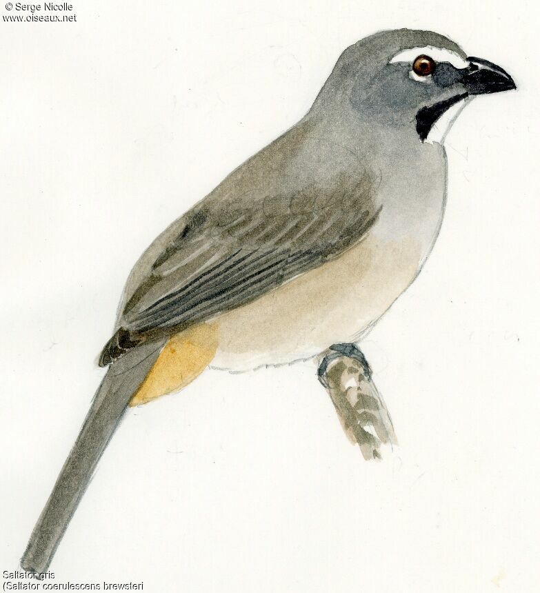 Saltator gris, identification