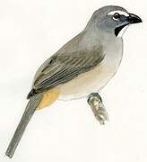 Bluish-grey Saltator