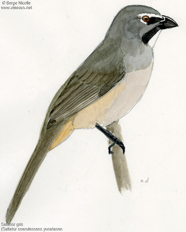 Saltator gris, identification