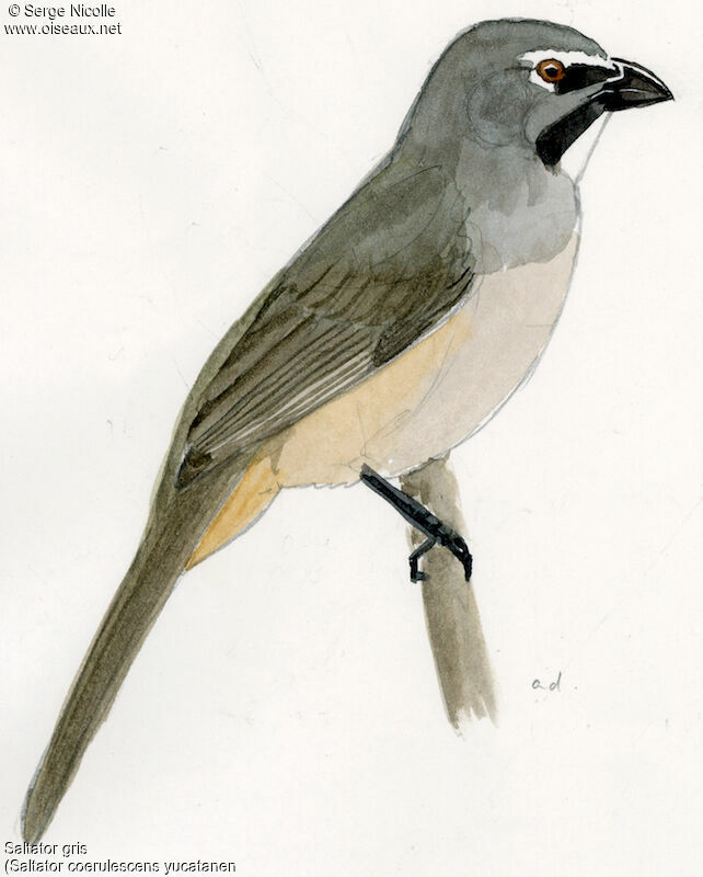 Greyish Saltator