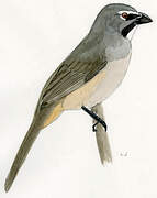 Bluish-grey Saltator