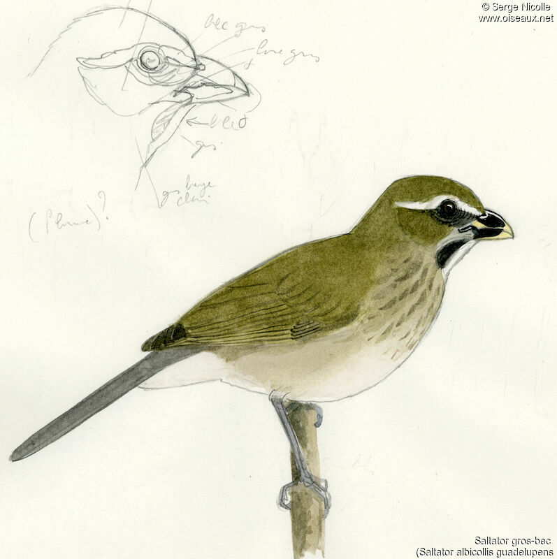 Lesser Antillean Saltator, identification
