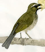 Lesser Antillean Saltator