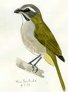 Green-winged Saltator