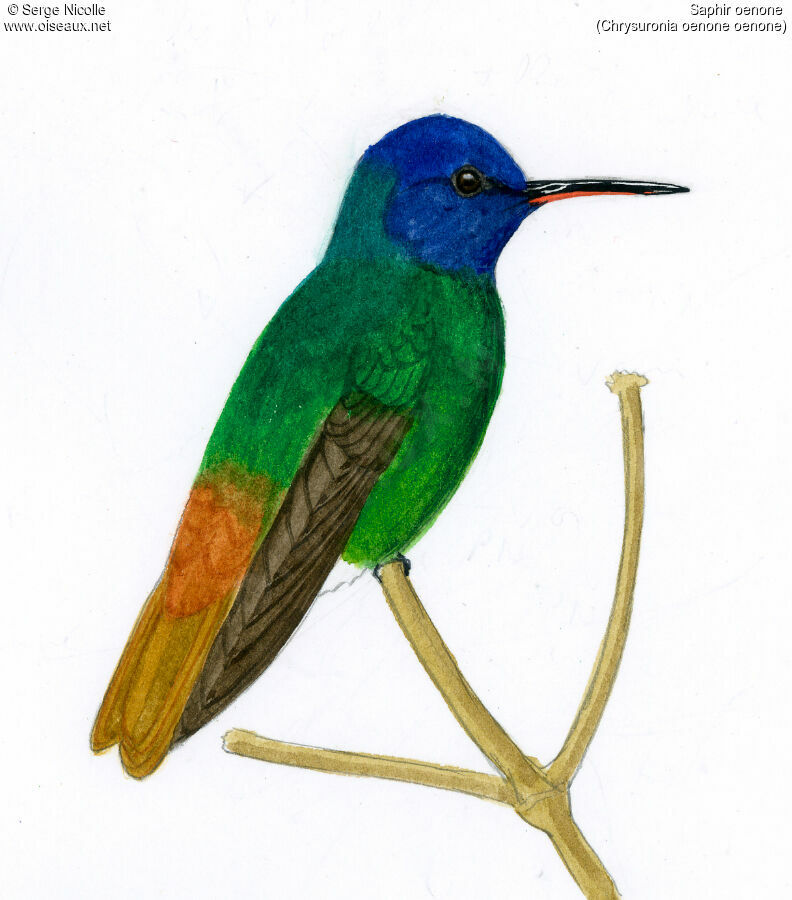 Golden-tailed Sapphire, identification