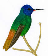 Golden-tailed Sapphire