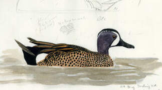 Blue-winged Teal