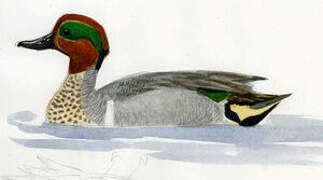 Green-winged Teal