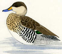 Silver Teal