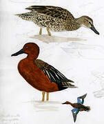 Cinnamon Teal