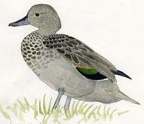 Andean Teal