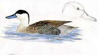 Puna Teal