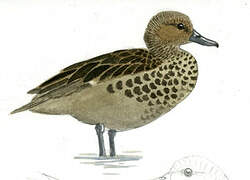 Yellow-billed Teal