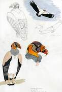 King Vulture