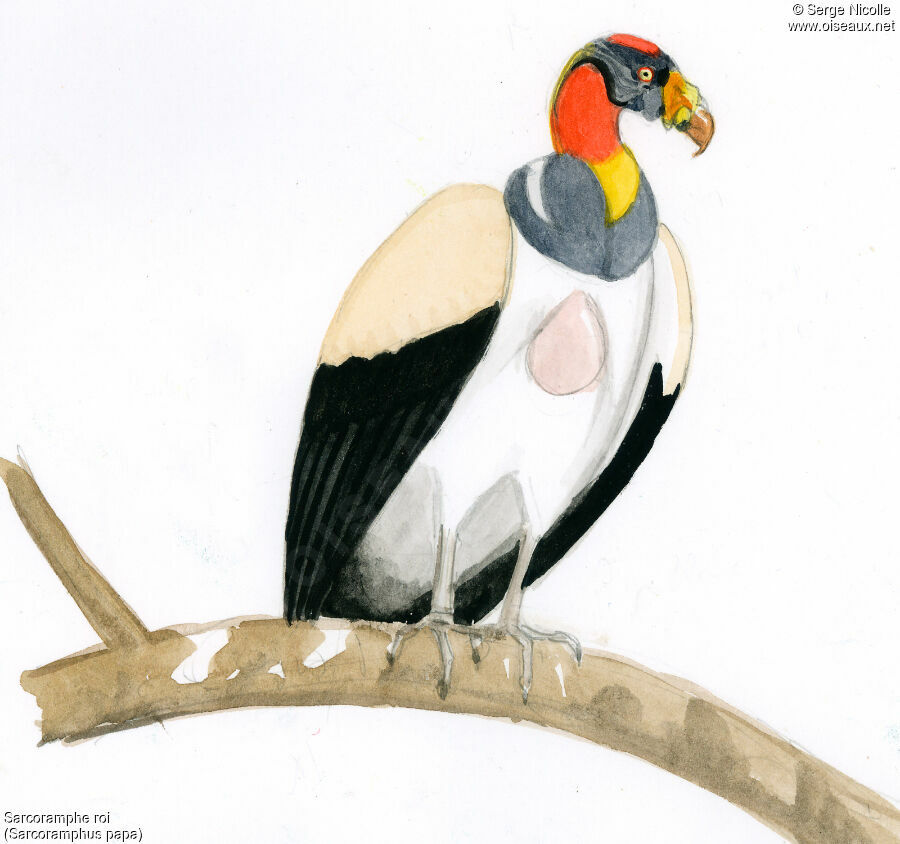 King Vulture, identification