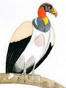 King Vulture