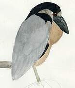 Boat-billed Heron