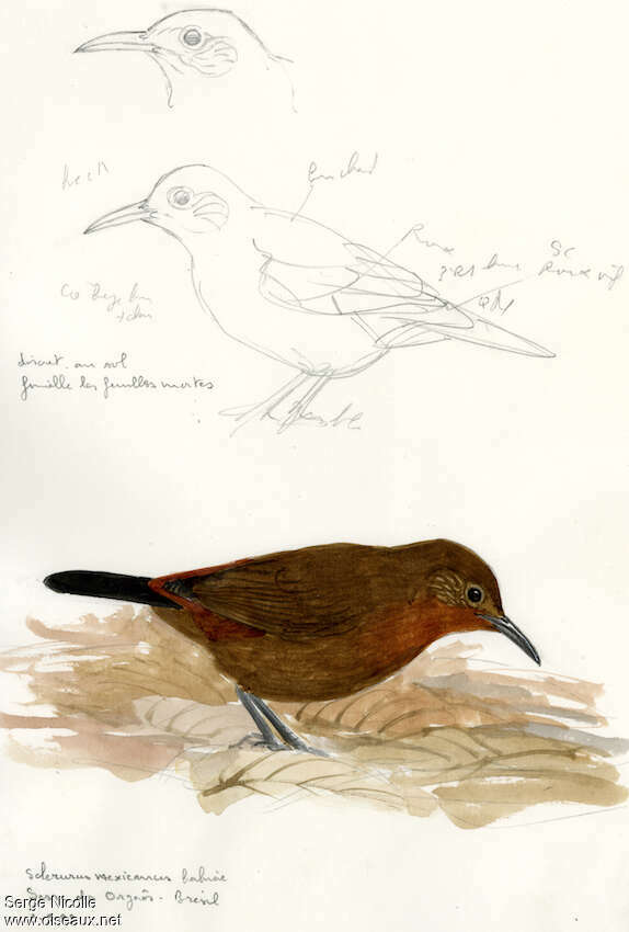 Tawny-throated Leaftosser, identification