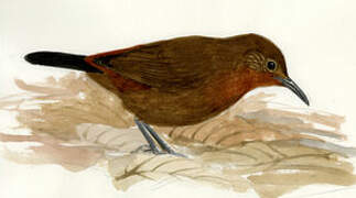 Tawny-throated Leaftosser