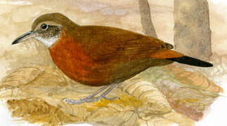 Rufous-breasted Leaftosser