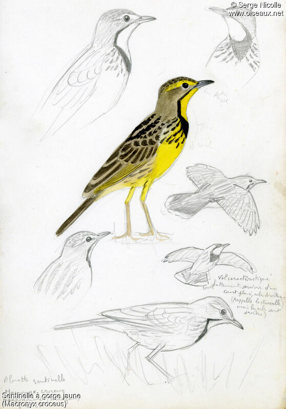 Yellow-throated Longclaw, identification