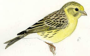 Atlantic Canary