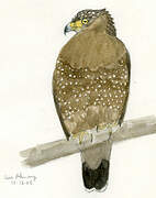 Crested Serpent Eagle