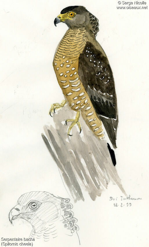 Crested Serpent Eagle, identification