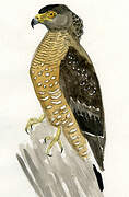 Crested Serpent Eagle