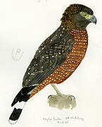 Philippine Serpent Eagle