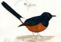 White-rumped Shama