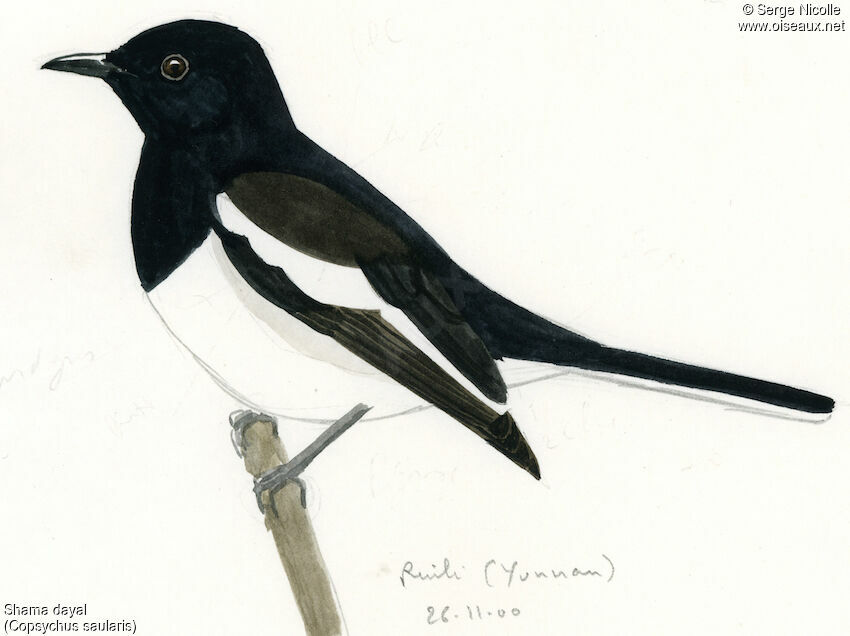 Oriental Magpie-Robin, identification